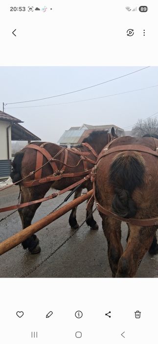 Vând doi manji castrati