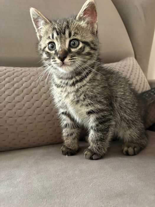 Отдаем котят в хорошие руки