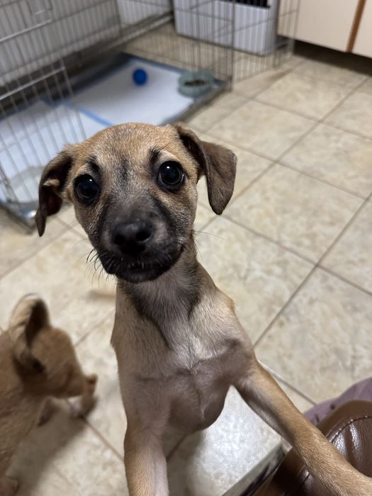 Lisa isi cauta casuta