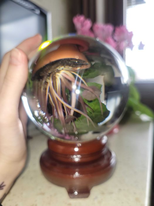 Магическа Кристална топка продавам