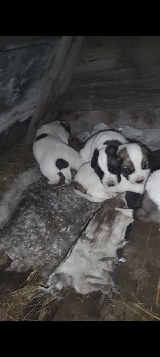 Щенки алабая. 20 дней.