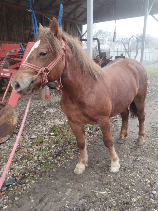 De vanzare iapa de 6 ani cu manza de 1 an jumate