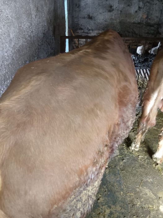 Продам быка    .