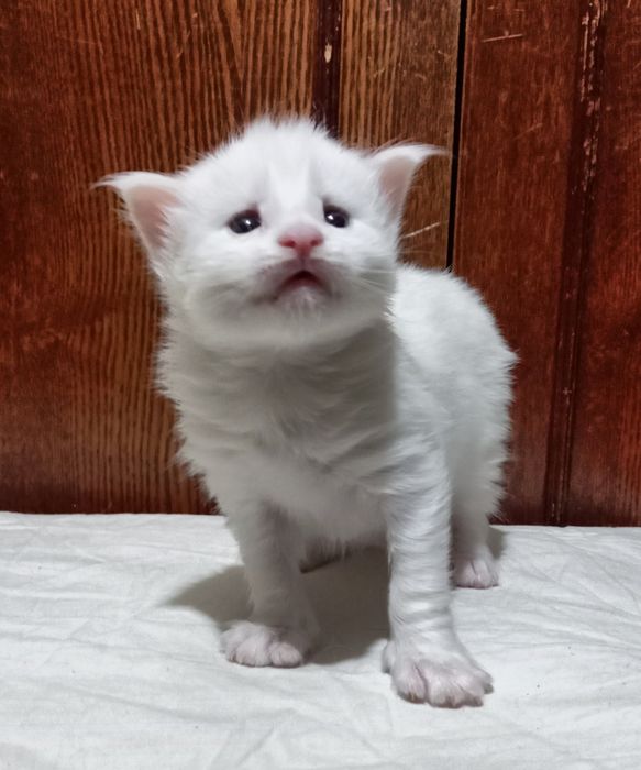 Котята породы Мейн Кун