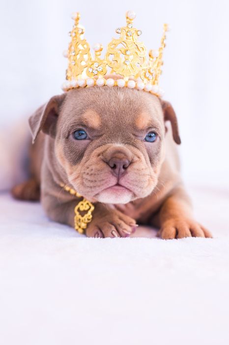 Американский булли детки