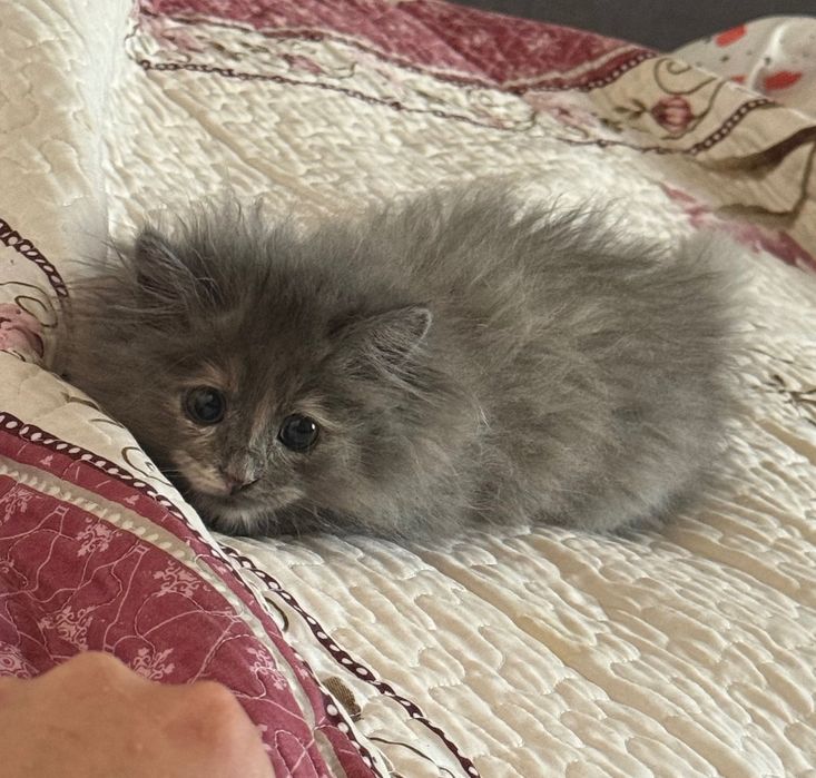 Котенок в добрые руки
