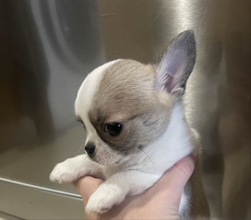 Мини късокосместо Чихуахуа