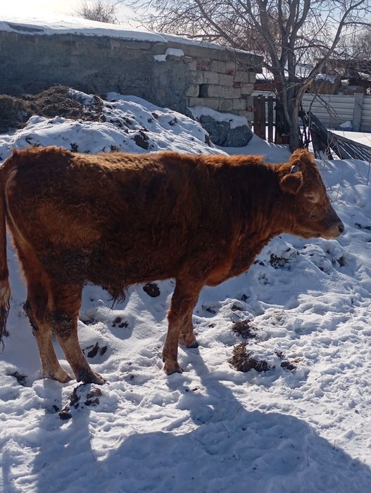 Продам бычка 450 000тг