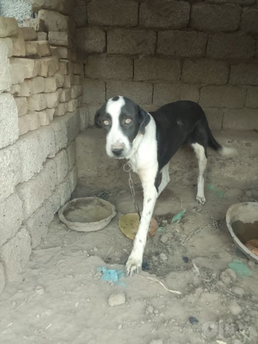 Zoti angliskiy pointer