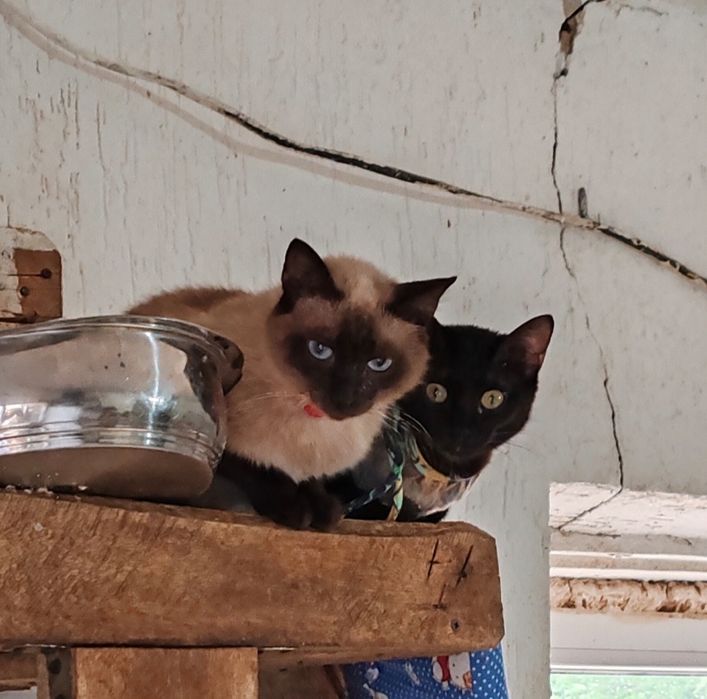 Молоденькая кошечка