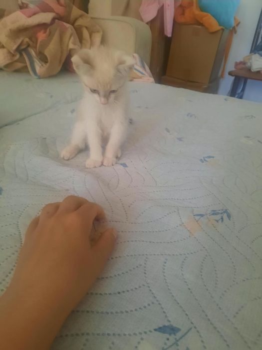 2 айлык мысык котенок