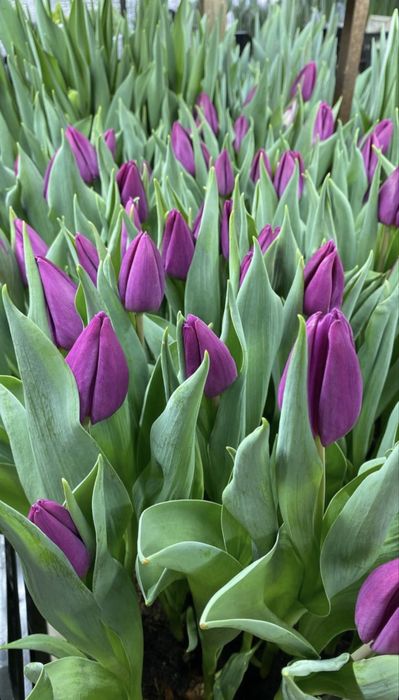 Продаю тюльпаны оптом