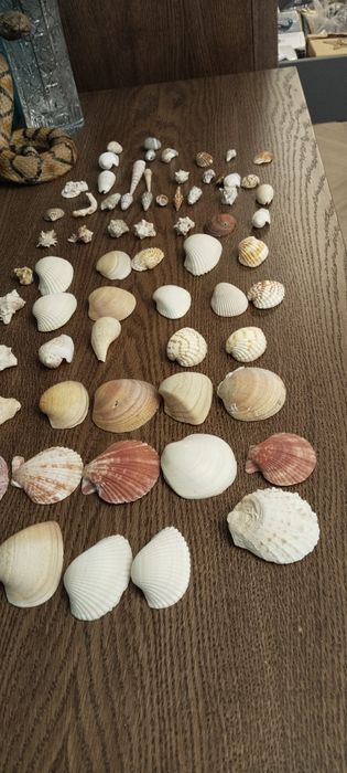 Ракушки.  Морское , речные.