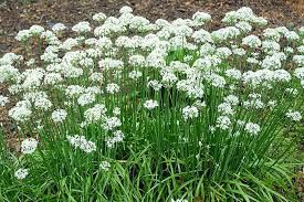 Продам джусай с корнями