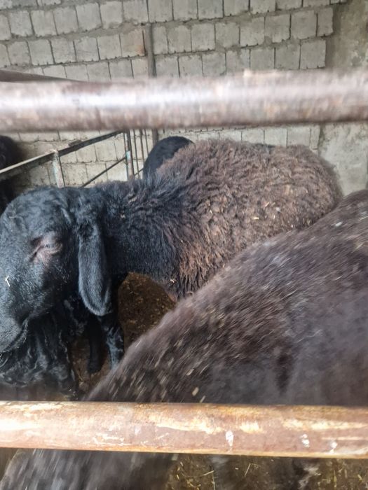 Куйлар  сотилади