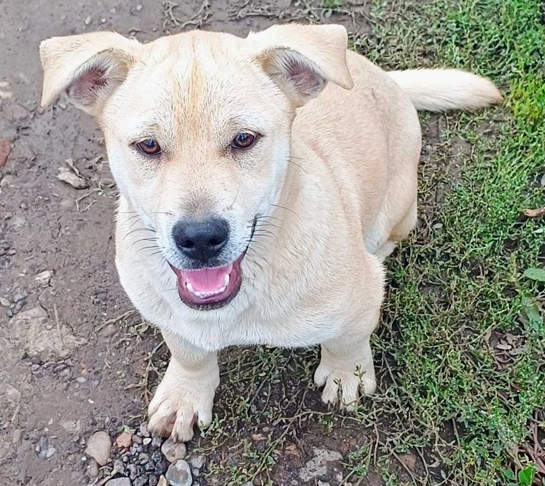 Pui de caine metis 7 luni