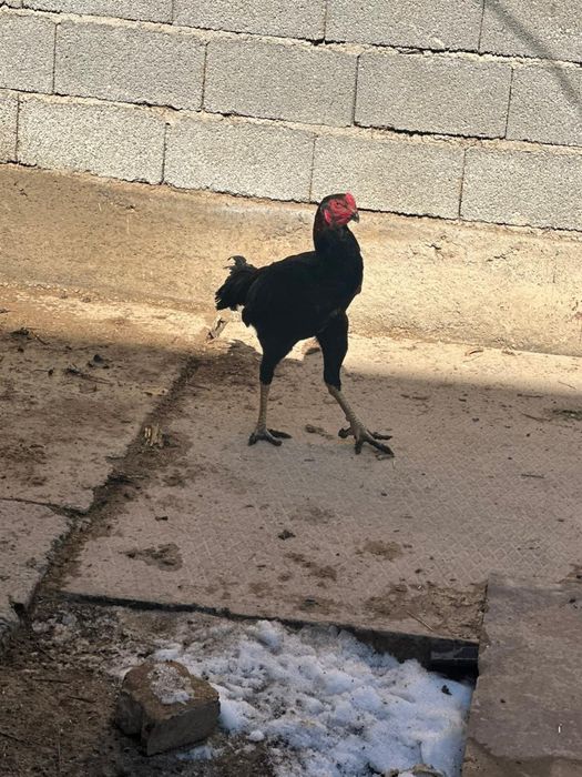 Осы қораз сатылады