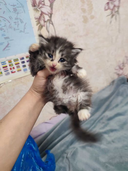 Отдам котёнка девочку