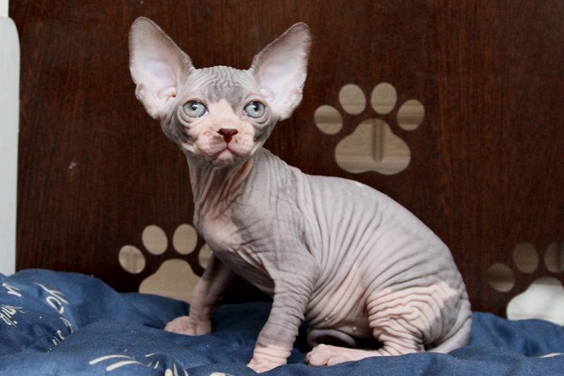 Канадский сфинкс. Котята