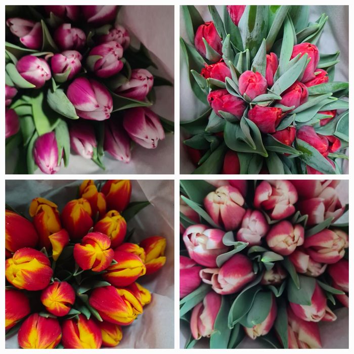 Тюльпан к 8 марта ОПТОМ