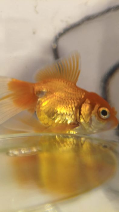 Donez pește auriu Ryukin / Fantail