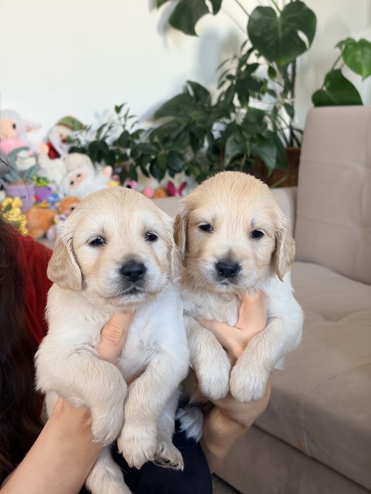 Кученца голдън ретривър