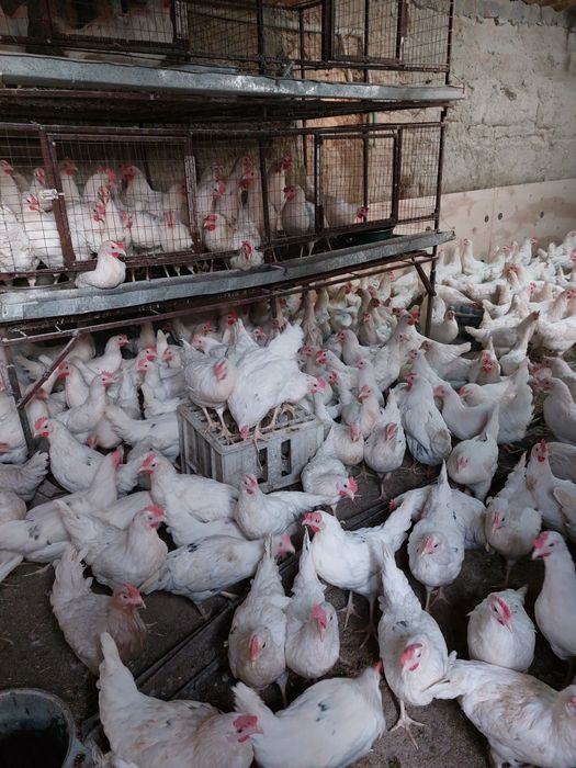 Куры несушки кросс Коралл