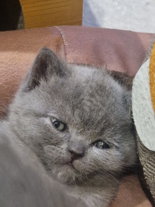 Шотландска клепоуха, британска късокосместа