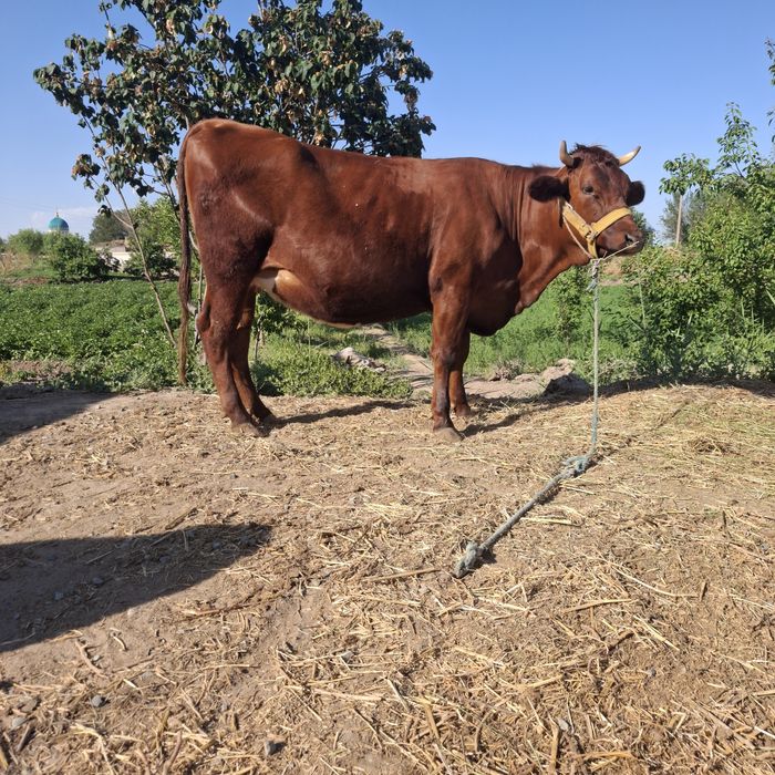 Германиски хуножин