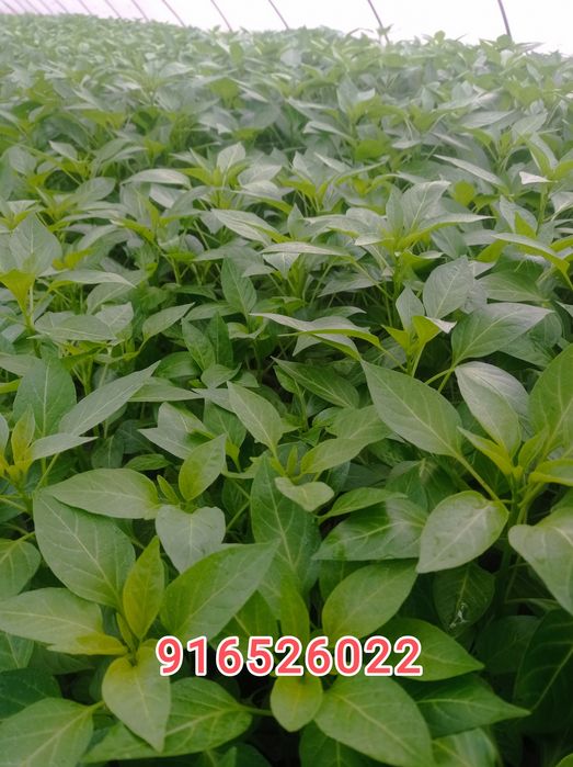 Balgariskiy Qalampir koʻchatlar