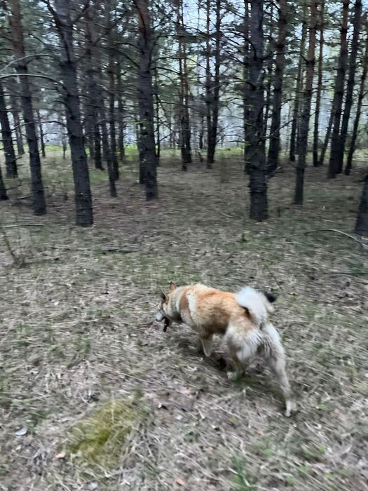 Продам кабеля западносибирской лайки!