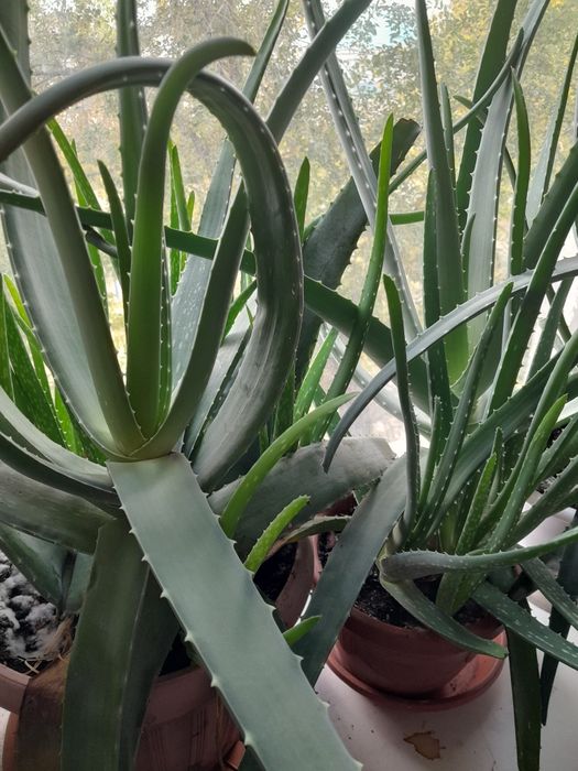 Алоэ лечебный мясистый