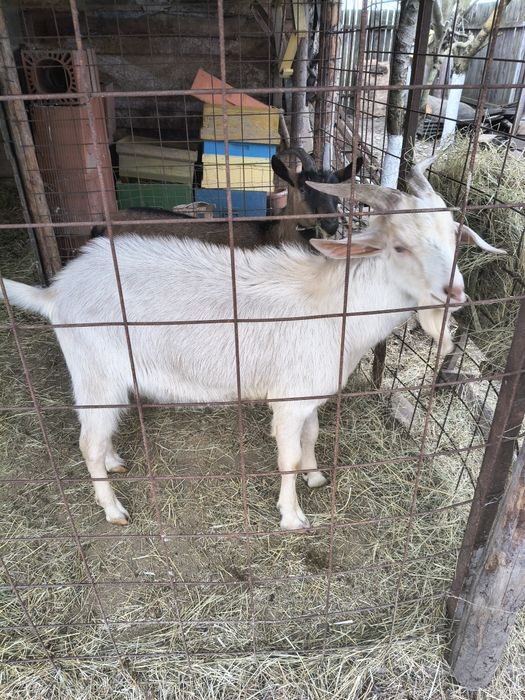 Țapi anglo și saanen