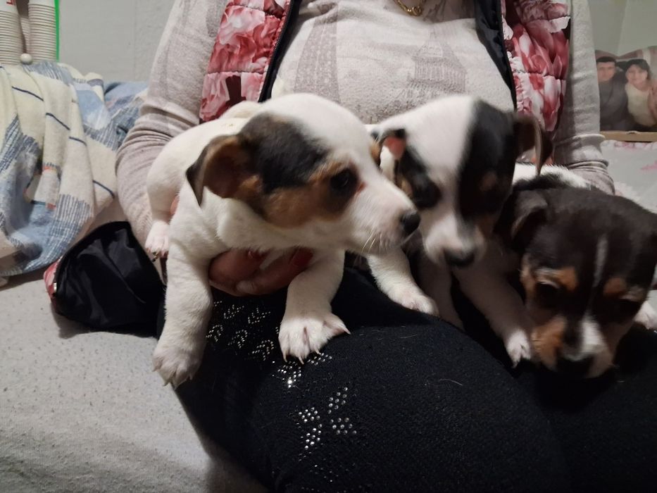 Джак ръсел гр Баня!