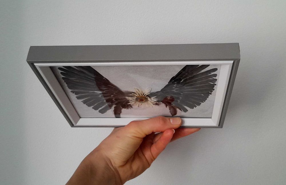 Aripi naturale înrămate