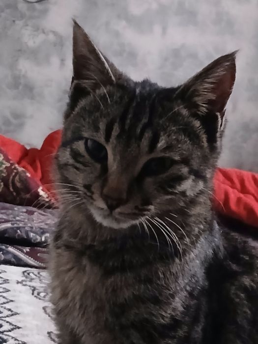 U meni mushukka tegishiga ruxsat berdi.