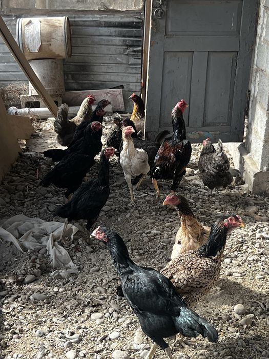 Продам бойцовых курей петухов