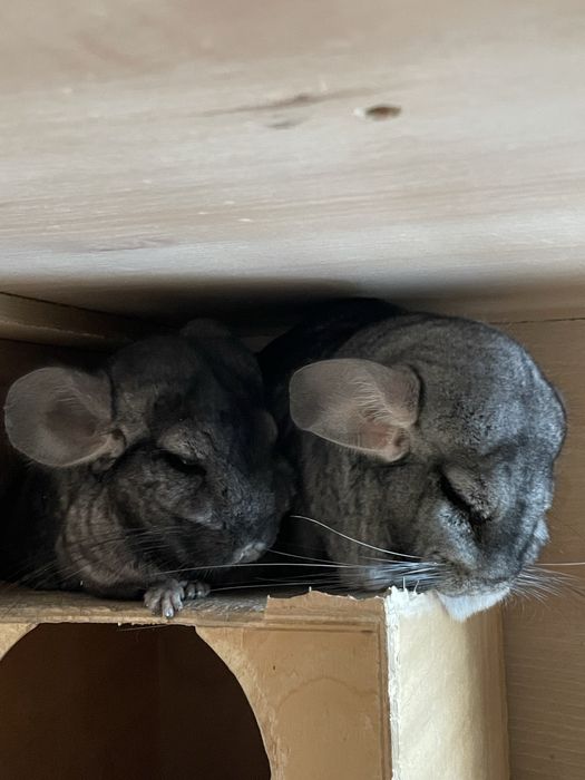 Шиншиллы шиншилла