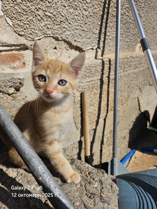 Подарявам котета