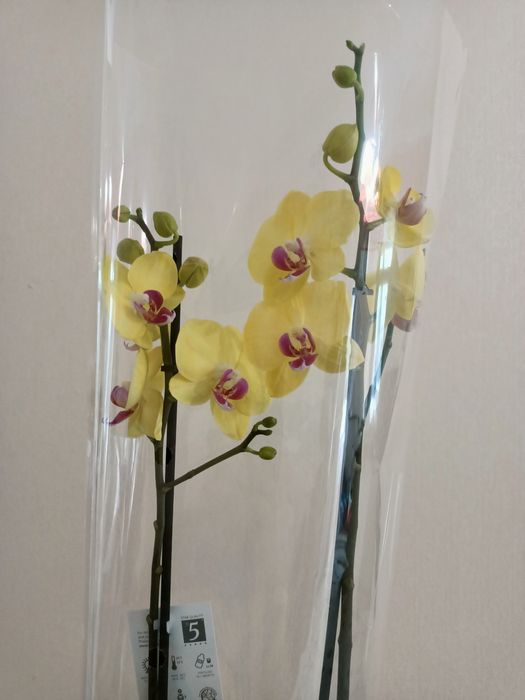 Королевские орхидеи