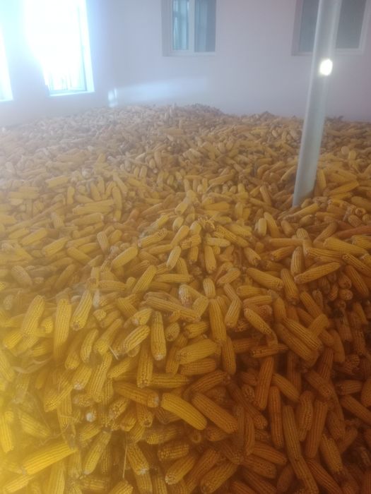 Makkajoʻxori sotiladi