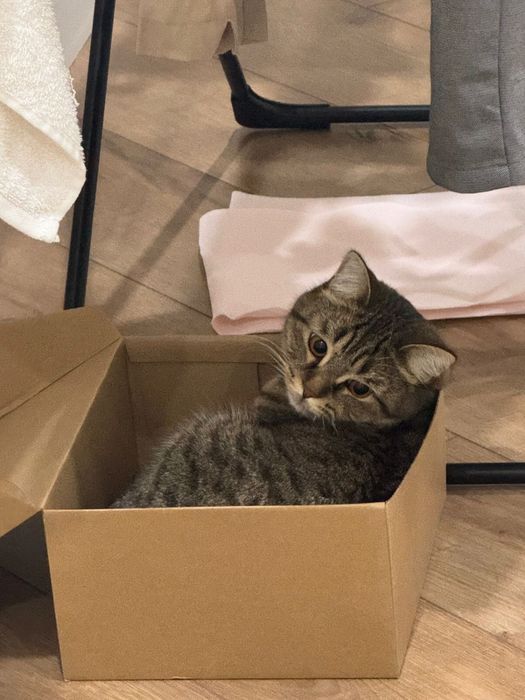 Кот Тимо, 2 года