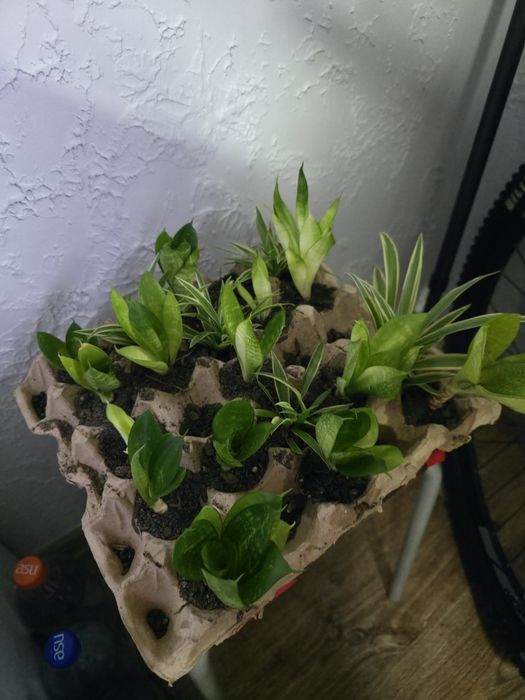 Продам цветочки укорененные