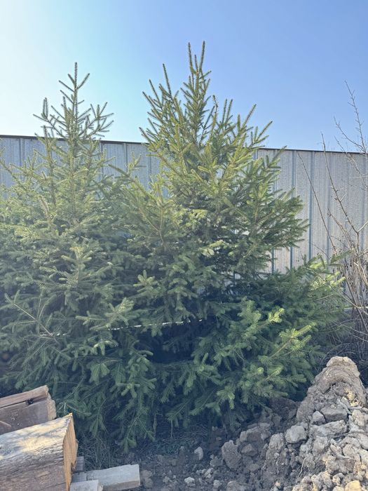 Елка 3 шт в наличий