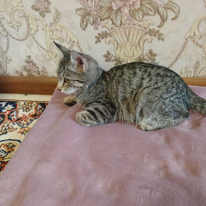 Котята бесплатно