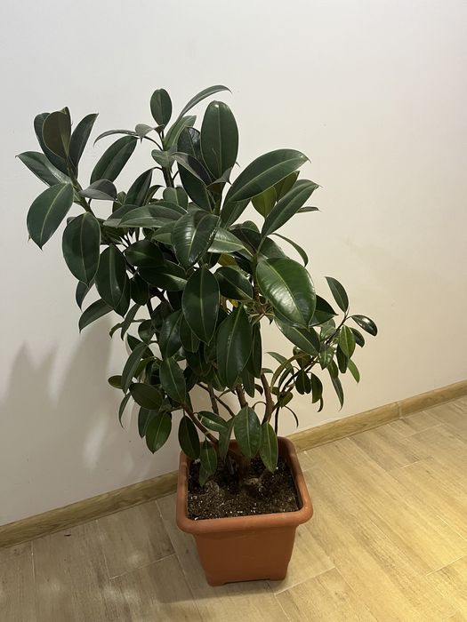 Комнатные офисные растения