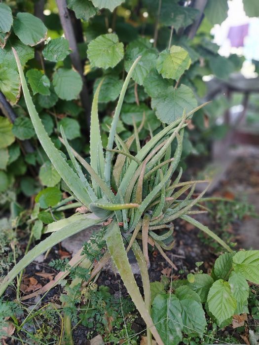 Продам цветы разные