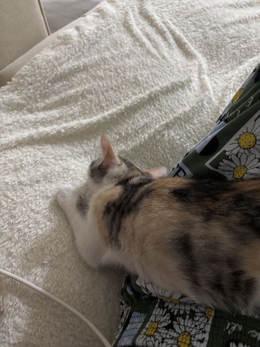 Продам котенка