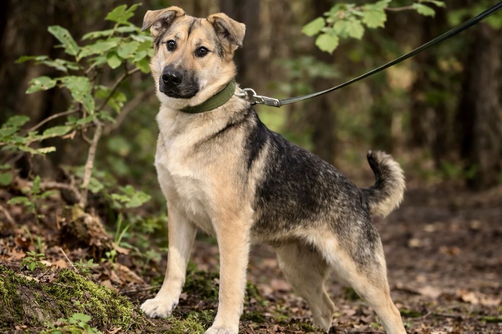 Собака, которая не предаст — Стелла ищет семью