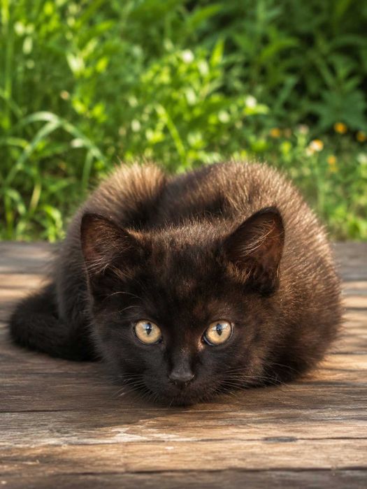 Котята бесплатно